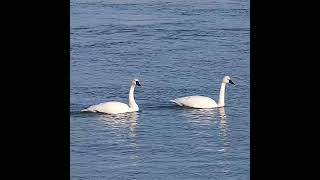 Tundra Swans Flying Away  Whistling Swan  Swan Take Off  Swan Bird Sounds and Calls  shorts [upl. by Enaxor44]