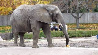 African Bush Elephant [upl. by Iggie724]