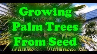 How To Grow Palm Trees From Seed [upl. by Trembly]