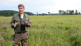 Bird on the Rebound Popular Bobolink Spurs New Conservation Model [upl. by Airotnahs]