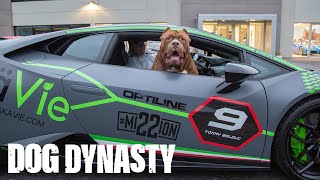 Hulk Goes Lamborghini Shopping  DOG DYNASTY [upl. by Duval275]