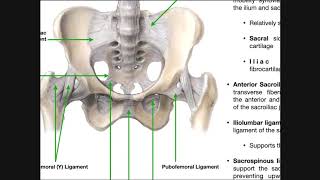 Periodontal ligaments Introductory Concepts [upl. by Heiner]