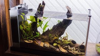 Making a Blackwater Betta Aquarium [upl. by Noynek224]