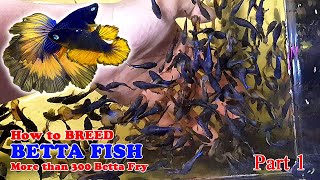 Part 1  How To Betta Fish Breeding  More Than 300 Betta Fry Mustard Gas Rose Tail Halfmoon [upl. by Anavrin42]