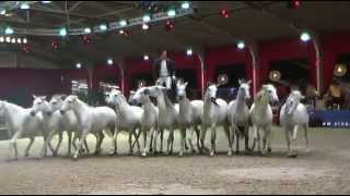 Lorenzo at European Arabian Horse Championships  October 2014 [upl. by Obadias]