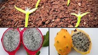 COMO GERMINAR SEMILLAS DE PITAHAYA DRAGON FRUIT PITAYA [upl. by Henrieta]