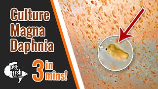 How to culture DAPHNIA MAGNA  The easy way [upl. by Leif]