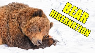 Bear Hibernation – Alaska Bear Hibernation Facts [upl. by Llahsram]