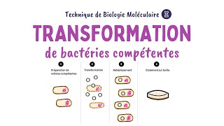 LA TRANSFORMATION BACTÉRIENNE  BIOLOGIE MOLÉCULAIRE [upl. by Arot]