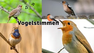 17 Vogelarten und ihr Gesang  17 bird species and their song 1 vogel [upl. by Kcinom]