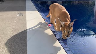 Puppy teaches Caracal how to swim Unlikely Animal Friends [upl. by Fiora552]