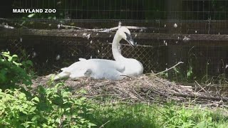 Maryland Zoo Announces Hatching Of Trumpeter Swans [upl. by Rukna975]