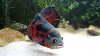 500L oscar tank Astronotus ocellatus [upl. by Adnilreb]