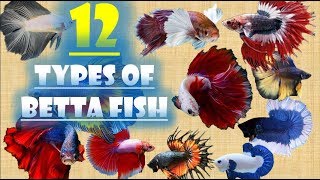 12 Types of Betta Fish [upl. by Enawyd945]