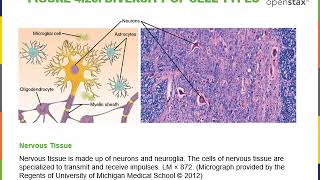 Introduction to Cytology Part 1 [upl. by Harlan]