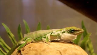 Green Anole Molting Shedding [upl. by Aridan55]