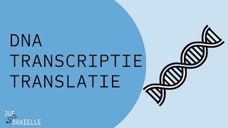 Van DNA naar eiwit transcriptie en translatie [upl. by Eupheemia]