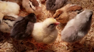 Day Old Chick Basics Feeding and Care [upl. by Lepp]