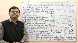 Diabetes Mellitus Part10 Mechanism of Action of Sulfonylurease  Antidiabetic Drugs  Diabetes [upl. by Muraida911]