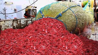 Amazing Shrimp Fishing Video  Catch Hundreds Tons Shrimp With Modern Vessel  Shrimp processing [upl. by Bartel]