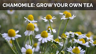 How to Grow Chamomile From Seed And Make Your Own Tea [upl. by Aivatnuahs]