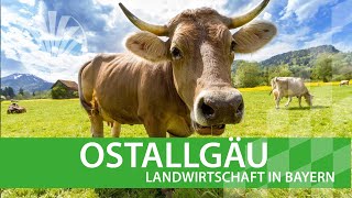 Landwirtschaft in Bayern Ostallgäu [upl. by Ycniuq]