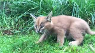 6weekold caracal kittens venture outside with mom [upl. by Anawaj]