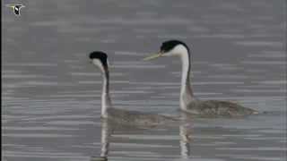 Western Grebe pair courting [upl. by Pandora511]