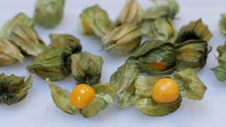 How to eat Goldenberry  What does a Golden berry Taste like Cape gooseberry [upl. by Corry]