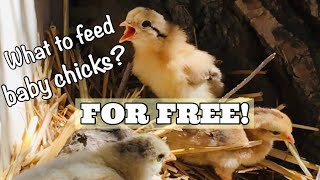 What to feed baby chicks  Homemade chick starter [upl. by Ludovika]