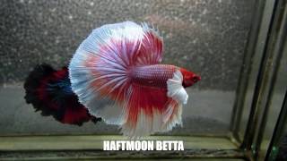 Most Beautiful Types of Betta Fish  Betta Fish Names [upl. by Lakin]