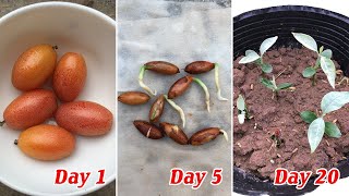 Tips to grow Elaeagnus latifolia from seeds germinate easily and quickly [upl. by Ellehcim]