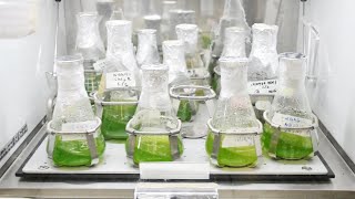 Inoculation of Microalgae [upl. by Henrik101]