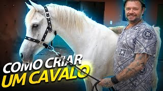 COMO CUIDAR DE UM CAVALO EM CASA  A CASA DOS BICHOS [upl. by Roxine]