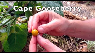 Growing Cape Gooseberry Plants  Eaten Fresh or made into Jams [upl. by Tristram971]