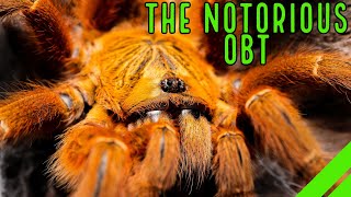 Orange Baboon Tarantula OBT Pterinochilus murinus Care amp Husbandry [upl. by Ahsahtan]