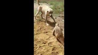 Tamandua fight like a JEDI [upl. by Rollie]