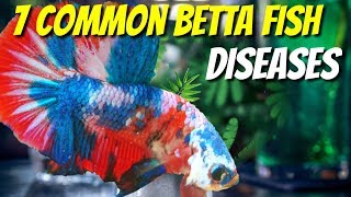 7 COMMON BETTA DISEASES FOR BETTA LOVERS [upl. by Marlin417]