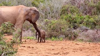 Elephant Hits Baby Calf With Trunk [upl. by Banebrudge]