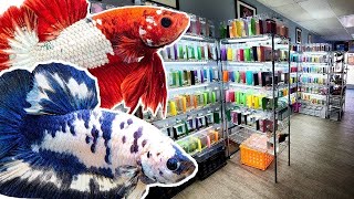 TINY fish store sells OVER 900 COLORFUL BETTA FISH [upl. by Fin]