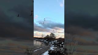 A Trumpeter Swan Family Flying Over [upl. by Llerahs216]