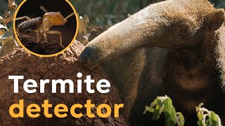 Giant Anteaters are Termite Detectors I Wild to Know [upl. by Adnilreh]