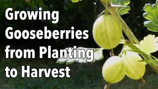 Growing Gooseberries from Planting to Harvest [upl. by Eugirne]