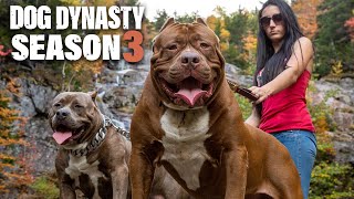 Dog Dynasty Entire Season 3 1 Hour 20 Min [upl. by Ause]