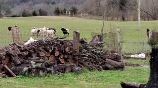 Donkey protecting sheep from dog [upl. by Analem]