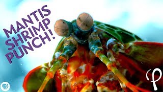 Mantis Shrimp Punch at 40000 fps  Cavitation Physics [upl. by Libenson]