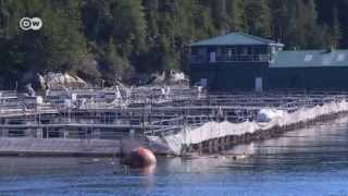 The Problem with Farmed Salmon  Global 3000 [upl. by Ahcsat]