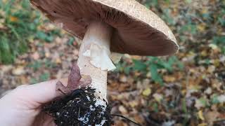 Identifying edible mushrooms  Agaricus augustus  The Prince [upl. by Rockafellow]