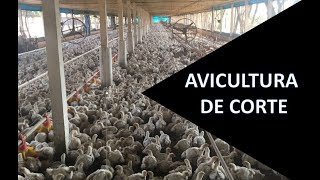 Avicultura de corte importância e sistema de integração [upl. by Arihday]