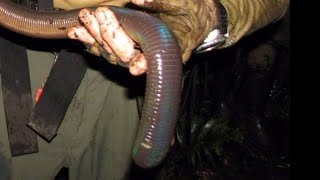 Most Extraordinary Giant Gippsland Earthworm [upl. by Burnham860]